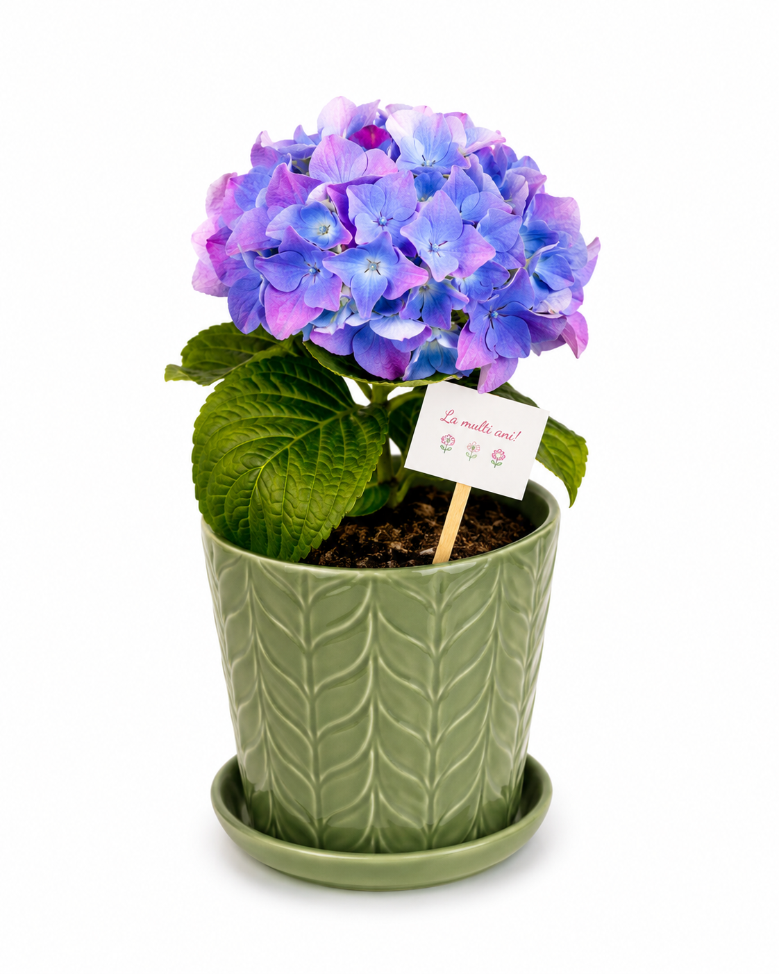 Hortensie in ghiveci de ceramica
