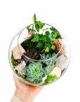 Terariu bol cu plante suculente