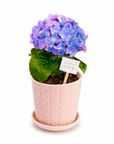 Hortensie in ghiveci de ceramica