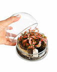 Terariu bol inchis autonom Peperomia
