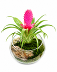 Terariu Bromelia Guzmania