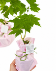 Marturii de nunta/botez mini copacei - Artar