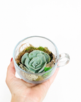 Mini terariu ceasca cu planta suculenta