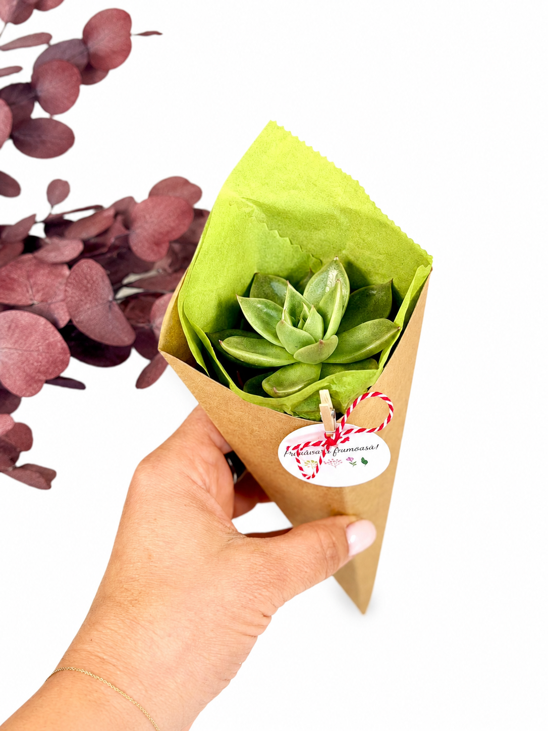 Martisor viu planta suculenta la cornet