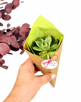Martisor viu planta suculenta la cornet