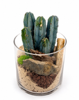 Terariu cactus
