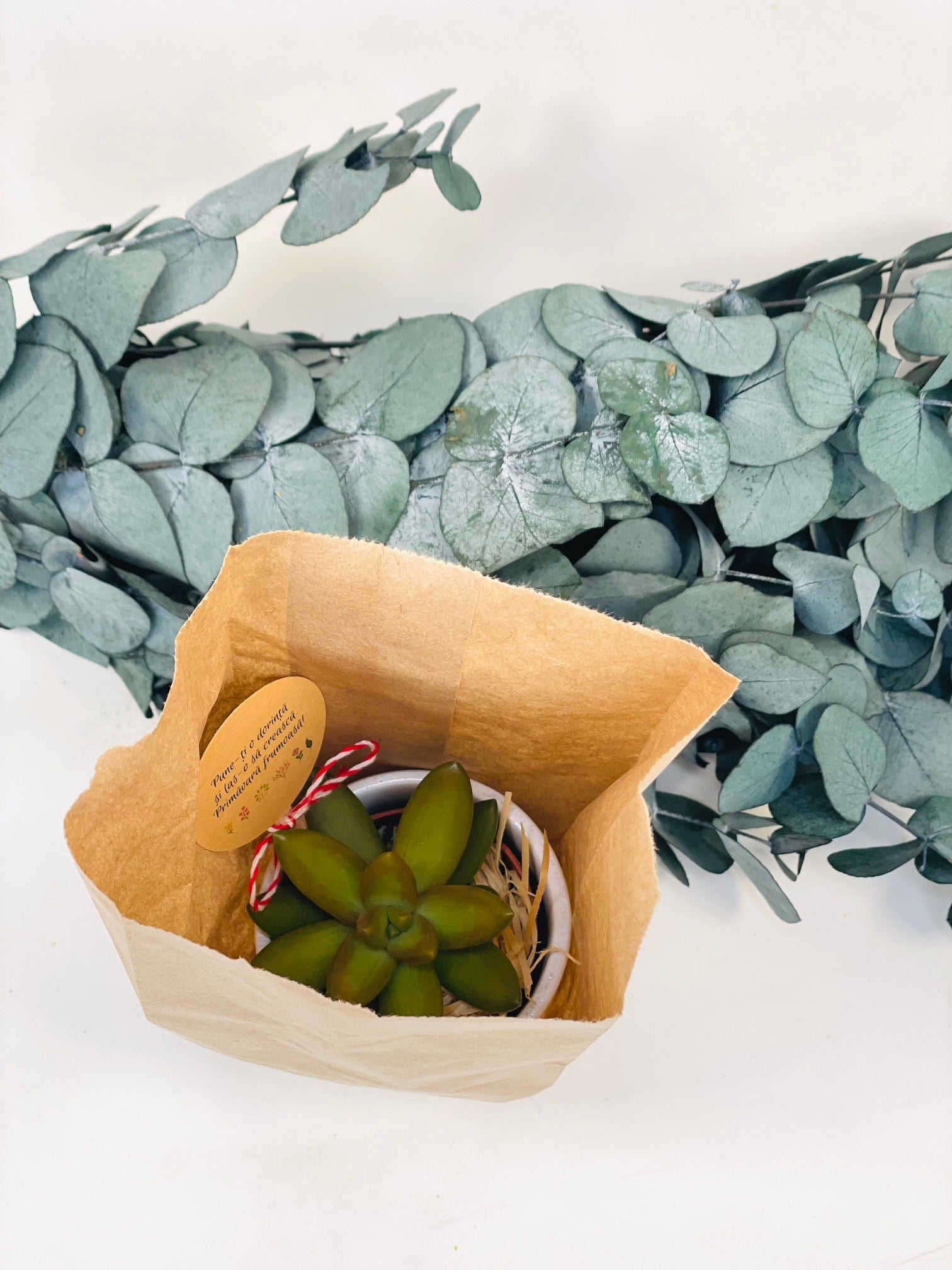 Martisor planta suculenta in ghiveci - eco