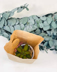 Martisor planta suculenta in ghiveci - eco