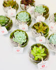 Terariu mic cu plante suculente