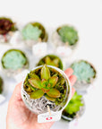 Terariu mic cu plante suculente
