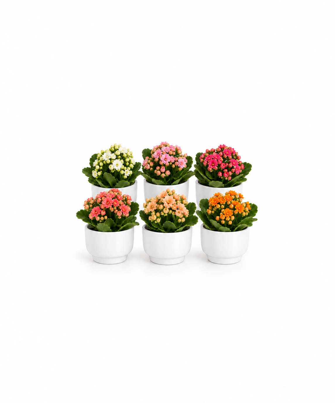 Flori marturii de nunta/botez Kalanchoe in ghiveci de ceramica