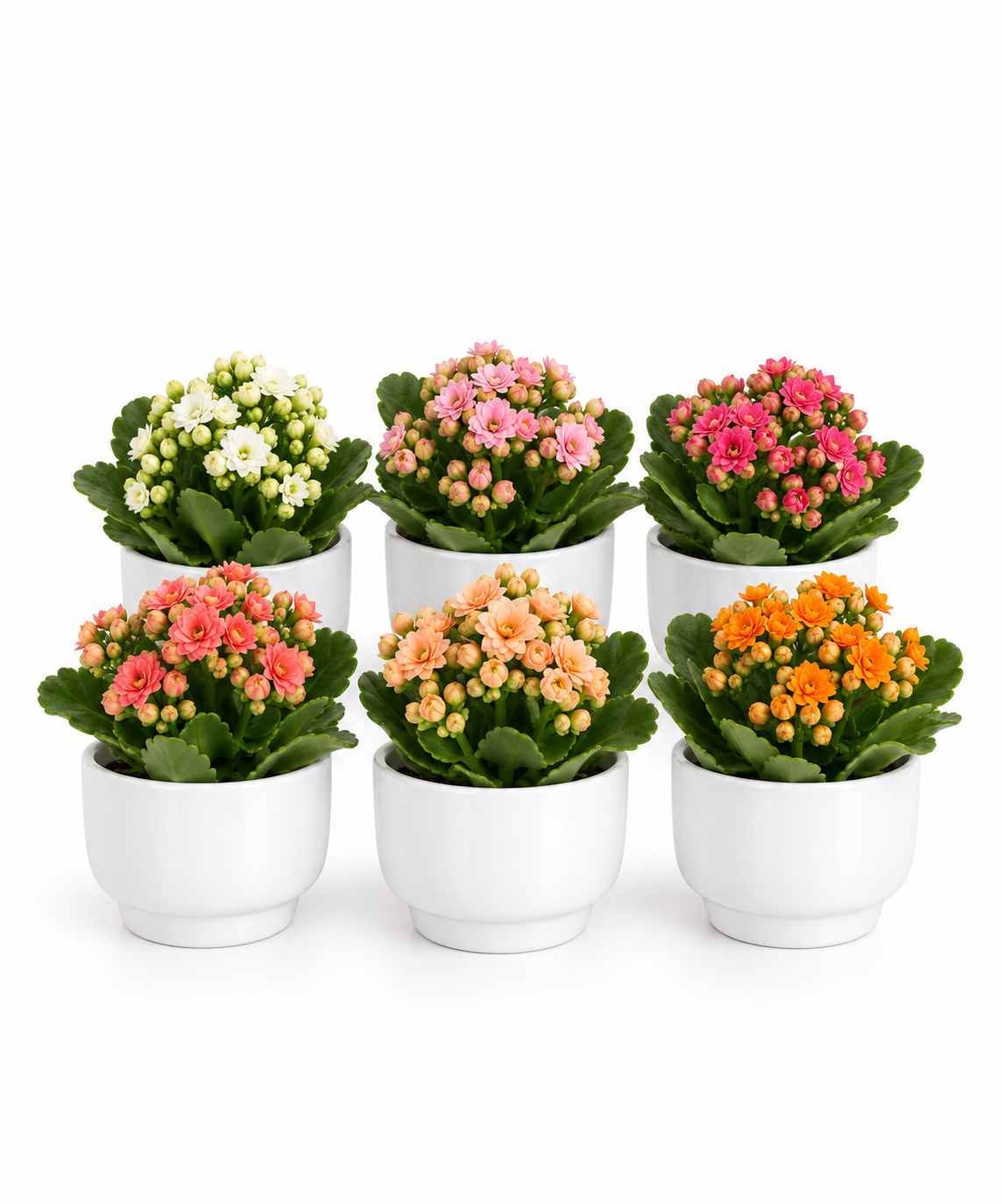 Flori marturii de nunta/botez Kalanchoe in ghiveci de ceramica