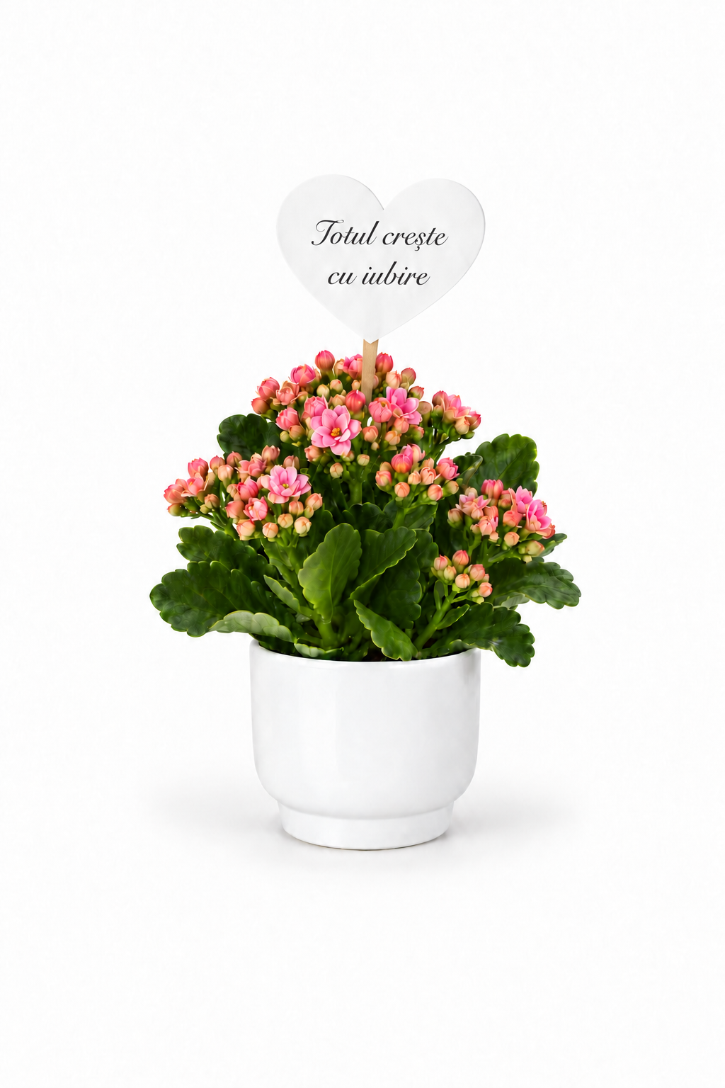 Flori marturii de nunta/botez Kalanchoe in ghiveci de ceramica
