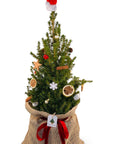 Bradut decorat picea conica