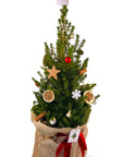 Bradut decorat picea conica - eco