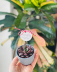 Martisor planta suculenta in ghiveci
