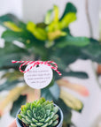 Martisor planta suculenta in ghiveci - plante suculente