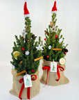 Brad decorativ Picea conica
