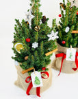 Brad decorativ Picea conica - lemn
