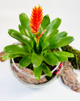 Terariu Bromelia Guzmania