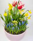 Aranjament floral 8 martie în vas ceramic - muschi natural