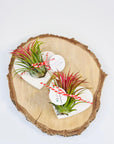 Martisor planta aeriana Tillandsia inima - eco