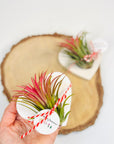 Martisor planta aeriana Tillandsia inima