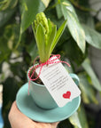 Martisor flori Zambile bulbi in cescuta  bleu - ceramica