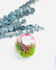 Martisor glob terariu cu planta aeriana