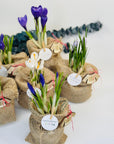 Martisor brandusa la ghiveci cu martisor IE - eco