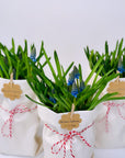 Flori de primavara Muscari albastre bulbi - bumbac