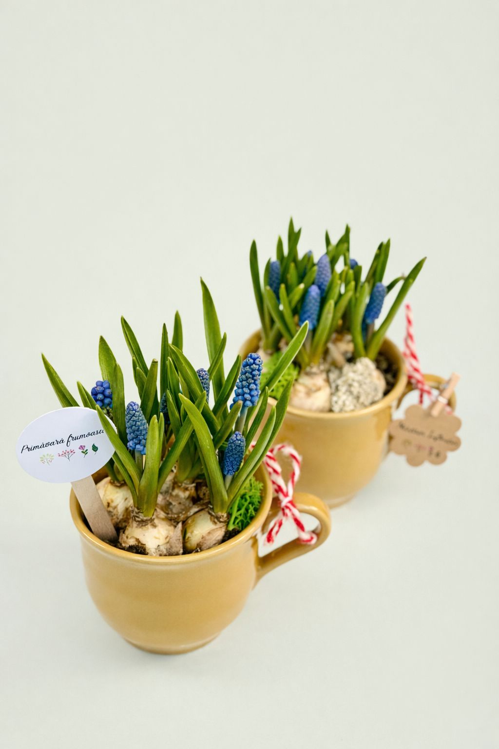 Cescuta  cu flori de primavara Muscari - ceramica