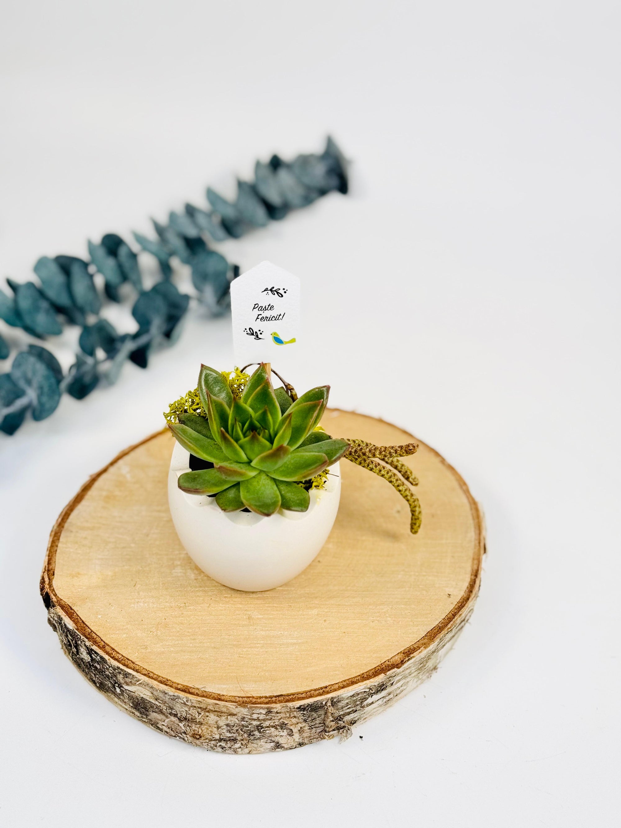 Planta suculenta in ghiveci de piatra lucrat manual - rezistent