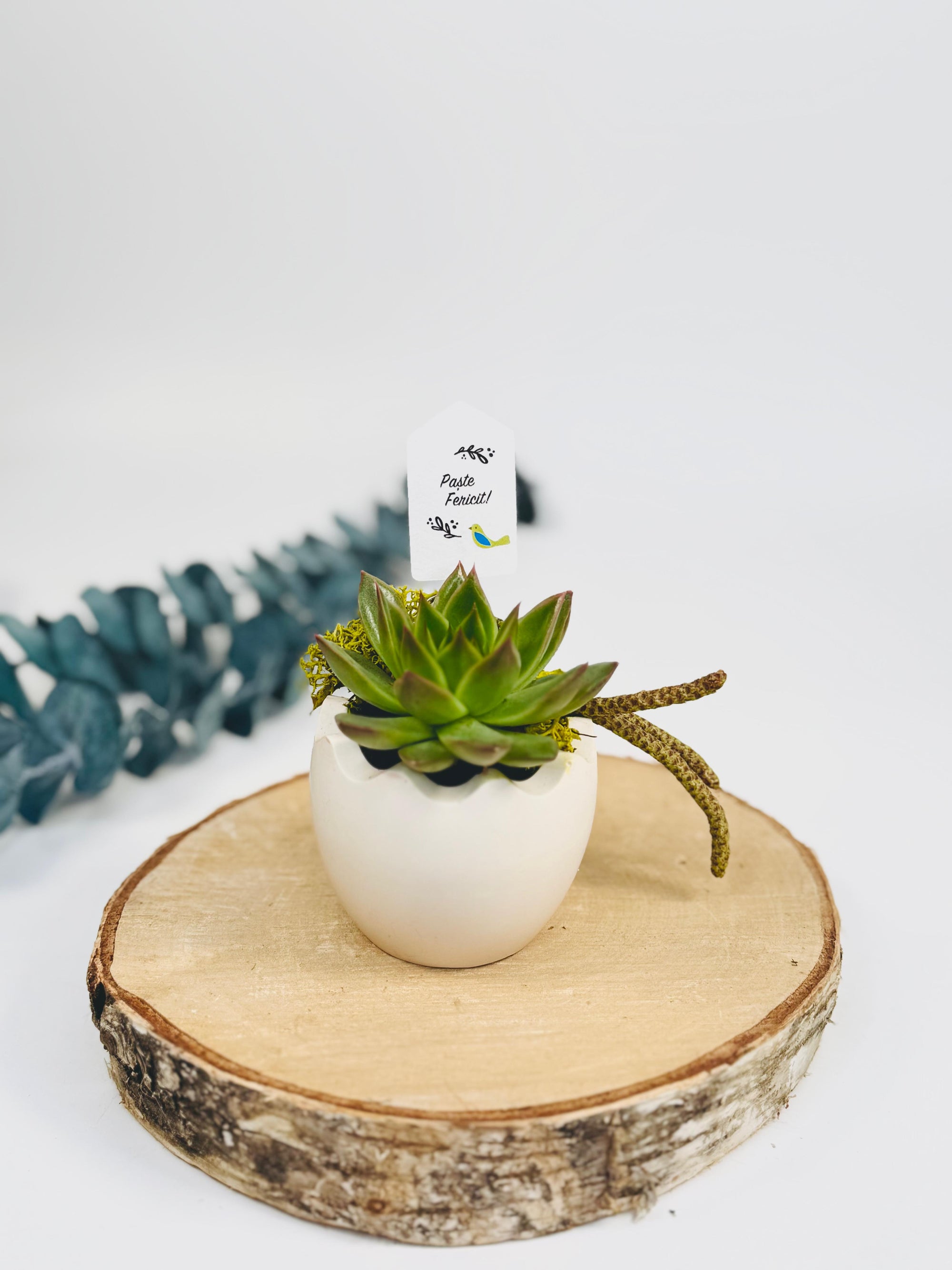 Planta suculenta in ghiveci de piatra lucrat manual - lemn