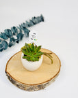 Planta suculenta in ghiveci de piatra lucrat manual - rezistent