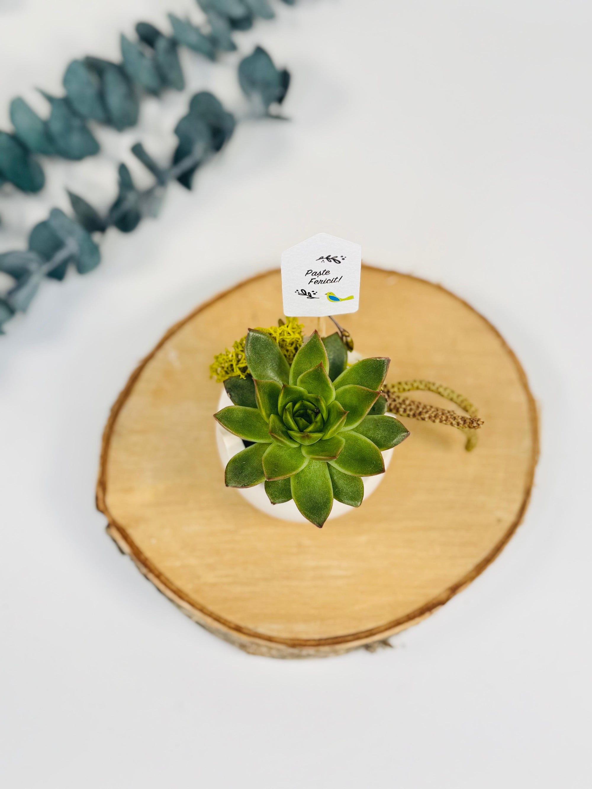 Planta suculenta in ghiveci de piatra lucrat manual - lucrat manual