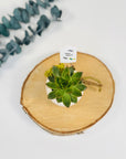 Planta suculenta in ghiveci de piatra lucrat manual - lucrat manual