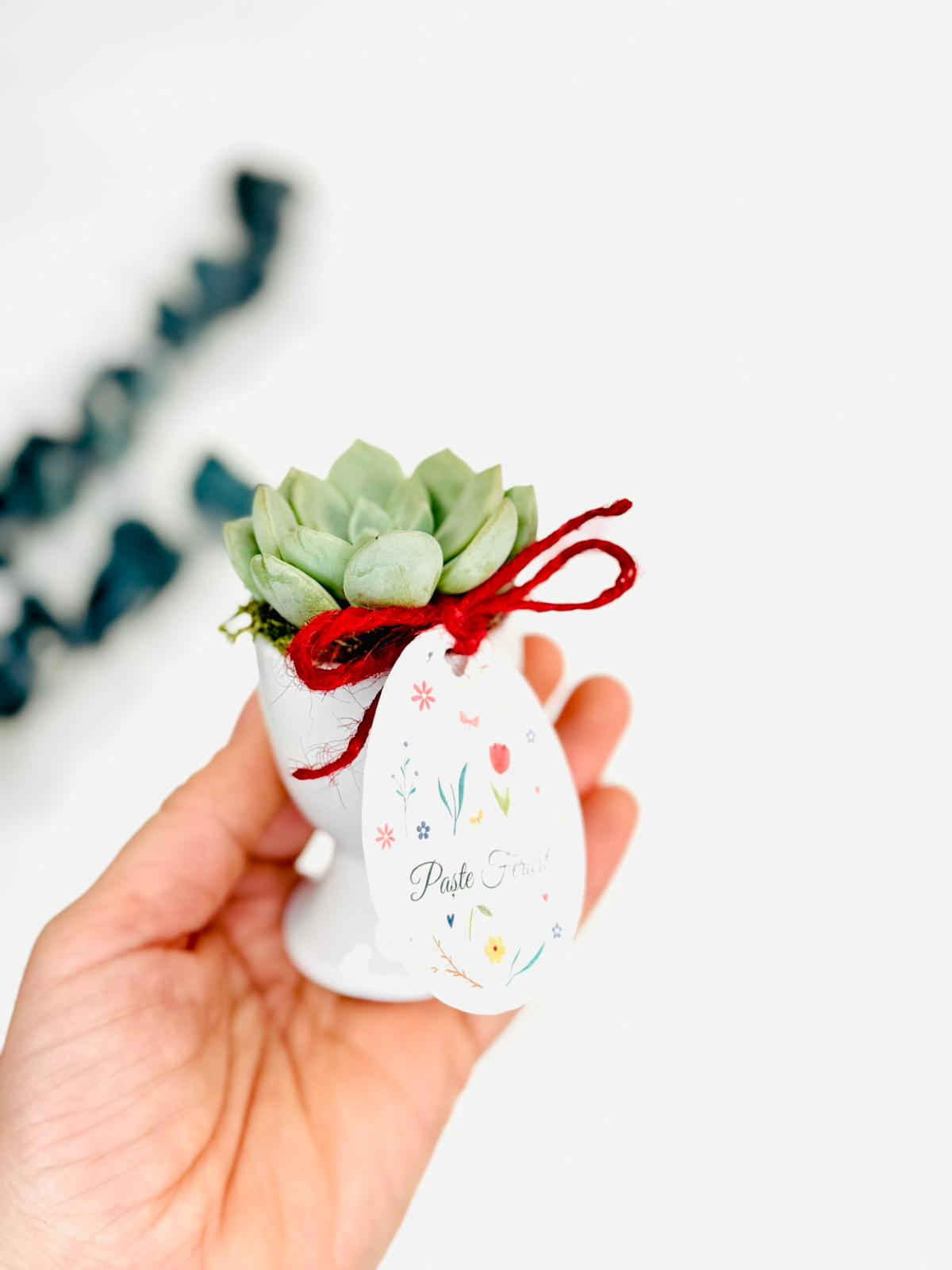 Suport ou cu planta suculenta - personalizat