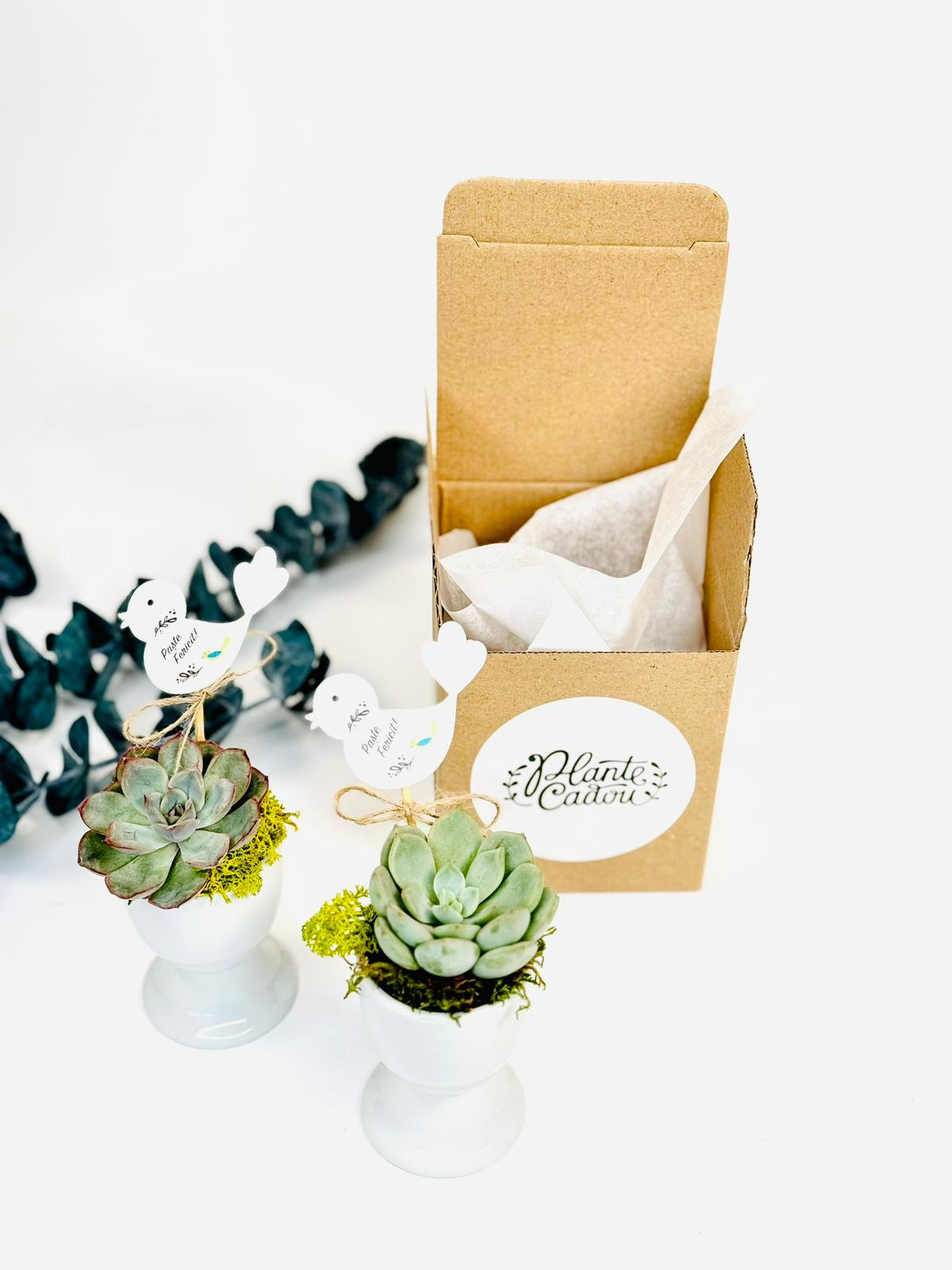Suport ou cu planta suculenta - ceramica