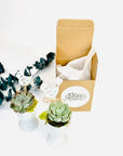 Suport ou cu planta suculenta - ceramica