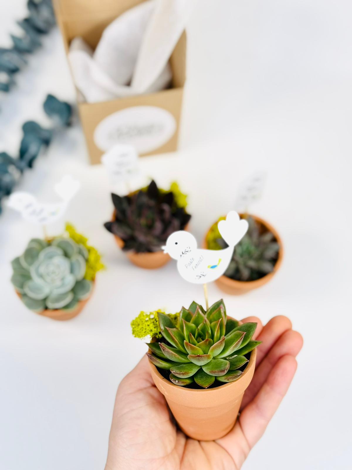 Planta suculenta in ghiveci teracota - personalizat