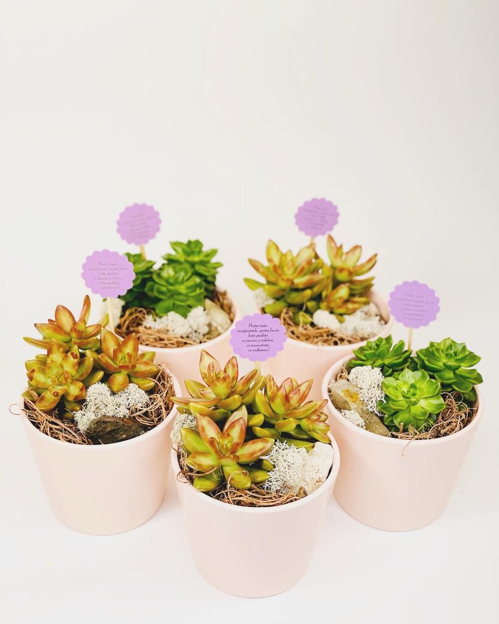 Aranjament de Paste în ghiveci  de ceramica cu plante suculente - plante suculente