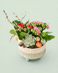 Aranjament de Paste Kalanchoe