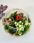 Terariu de paste cu flori Kalanchoe Calandiva - muschi natural