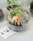 Terariu bol inchis autonom Peperomia - eco