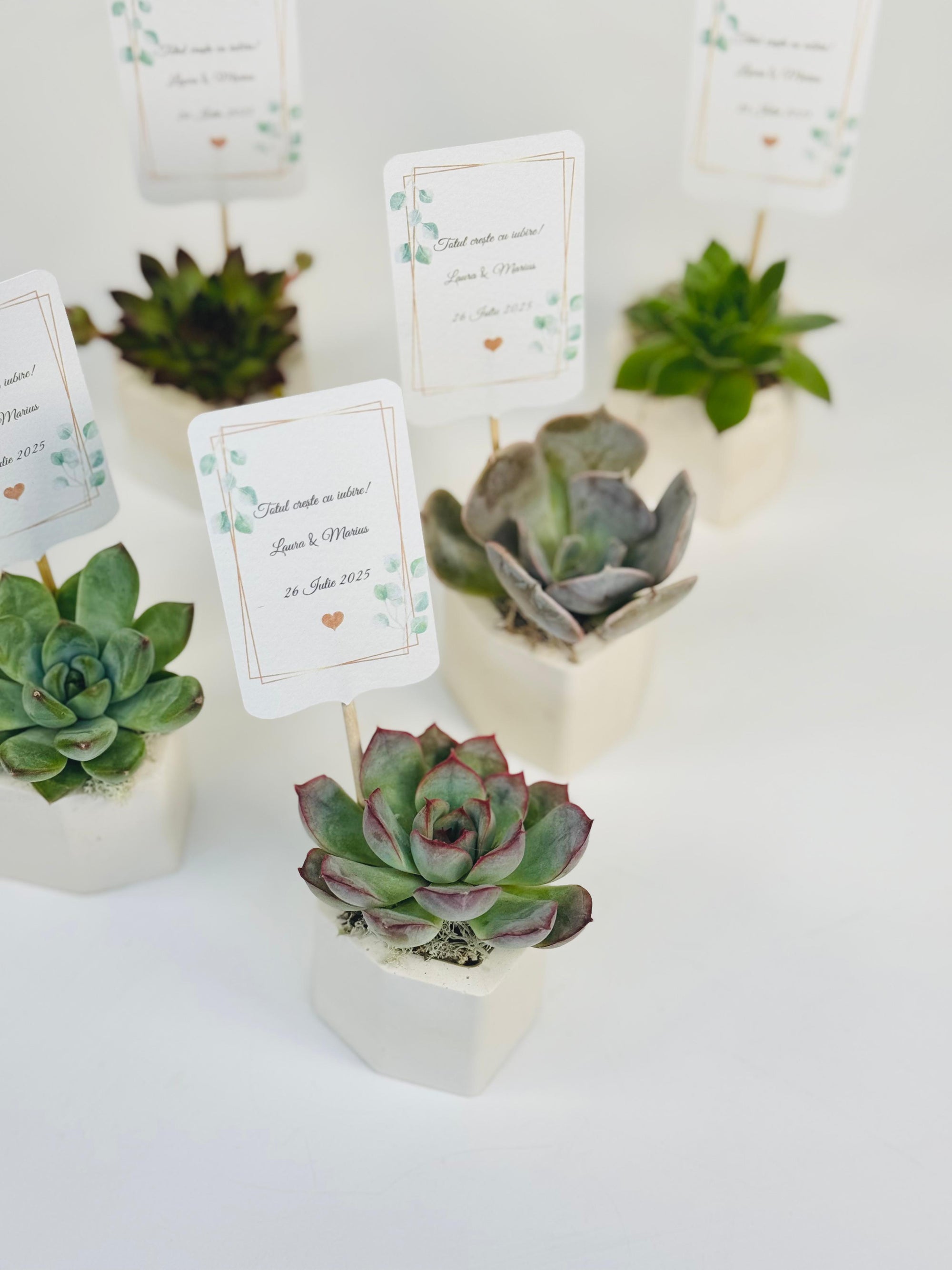 Marturii plante suculente in ghivece de ciment minimaliste