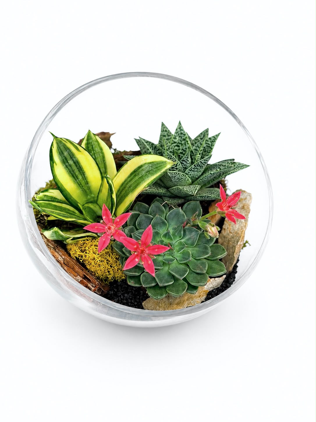 Terrarium obliqua Sansevieria