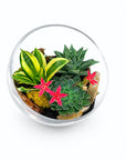 Terrarium obliqua Sansevieria