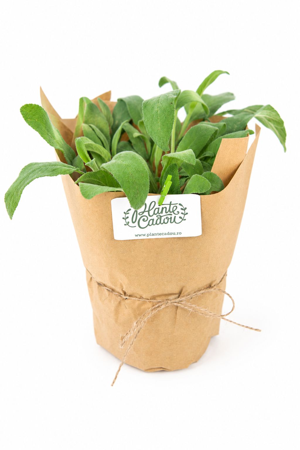 Mix Plante Aromatice Marturii