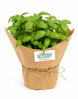 Mix Plante Aromatice Marturii